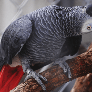 Papagaio do Congo