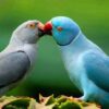 Ringneck - Image 2