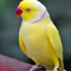 Ringneck - Image 3