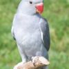 Ringneck - Image 4