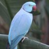 Ringneck - Image 5