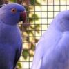 Ringneck - Image 8
