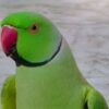 Ringneck - Image 9