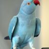 Ringneck - Image 10
