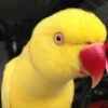 Ringneck - Image 11