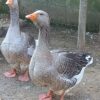 Toulouse gigante de barbela - casal