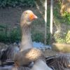Toulouse gigante de barbela - casal - Image 3
