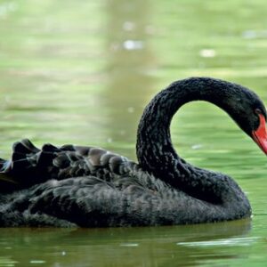 Cisne Negro (Casal)