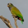 Maitaca - Image 2