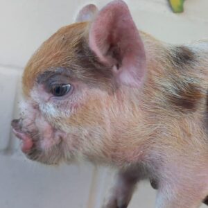 Micro Porco | Micro Pig