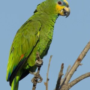 Papagaio do Mangue