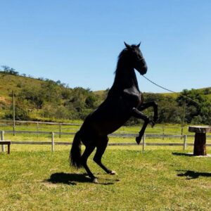 Cavalo Campolina Marchador