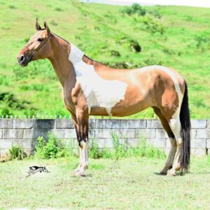 Cavalo Campolina Marchador